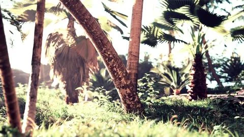 Landscape view of tall large date palm trees Illustrazione stock