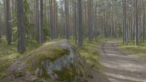 The landscape view of the tall trees in Estonia Stock Footage 153569841