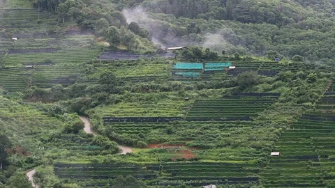 Landscape view of Tea Plantation in evening with raining at Ang Khang mountain. Stock Footage 114552289