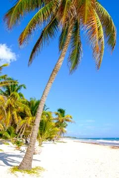 Landscape view of tranquil beach with palm trees, Tulum Stock Photos