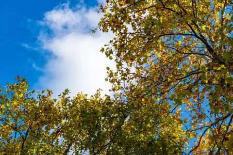 Landscape view of the tree against the background of the sky. Stock Photos