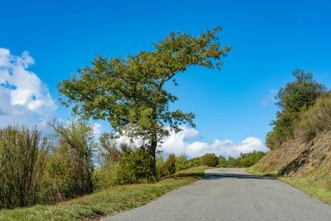 Landscape view of the tree against the background of the sky. Stock Photos