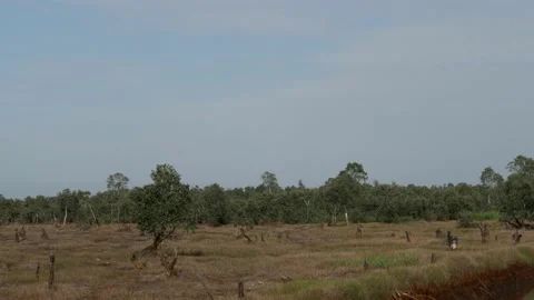 Landscape view of tree stumps on the peat swamp forest Stock Footage 158408443