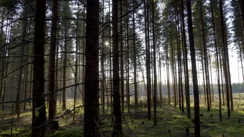 The landscape view of the trees in the forest Stock Footage 151408358