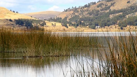 Landscape View Two Ducks Swimming Across Mountain Lake Over Vegetation Stock Footage 110340449