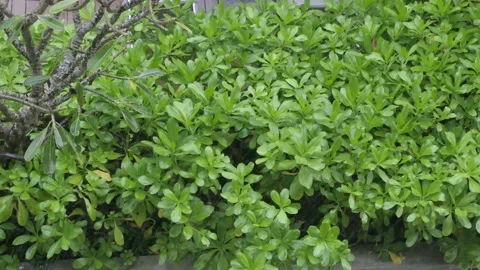 Landscape view while raining on the tree. Tropical tree with raining Stock Footage 195013487