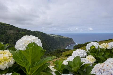Landscape view with white hydrangea flowers in Nordeste. Sao Miguel, Azores Stock Photos