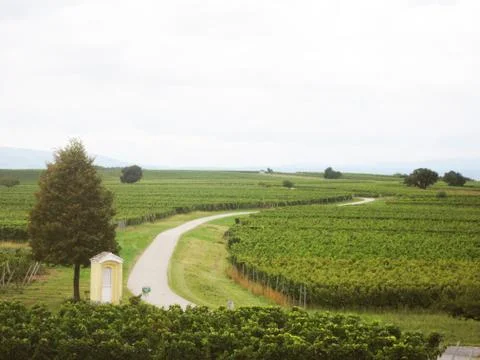 Landscape with Vine Lands Stock Photos