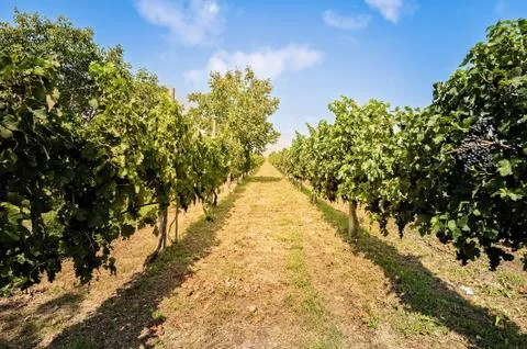 Landscape with vineyard and bleu sky with clouds. Stock Photos