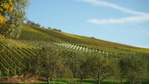 Landscape with a vineyard and fruit trees in the foreground Stock Footage 119386668