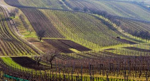 Landscape with vineyard and trees in spring Stock Photos