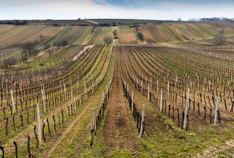 Landscape with vineyard and trees in spring Stock Photos