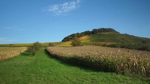 Landscape with a vineyard Corn fields and meadows in autumn Stock Footage 119386742