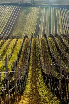 Landscape with vineyard  in early spring Stock Photos