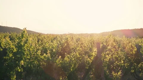 Landscape vineyard in front of the sun Video stock 90710345