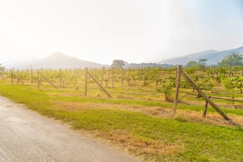 Landscape of vineyard Stock Photos