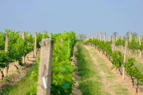 Landscape of vineyard Stock Photos