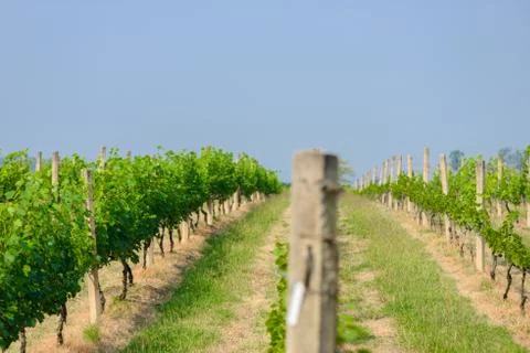 Landscape of vineyard Stock Photos