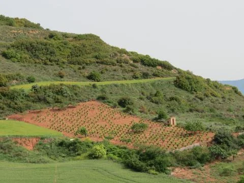 Landscape with vineyard Stock Photos