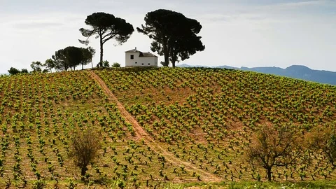 Landscape with vineyard on the road between Ponferrada and Sarria, Spain. Stock Footage 80117320