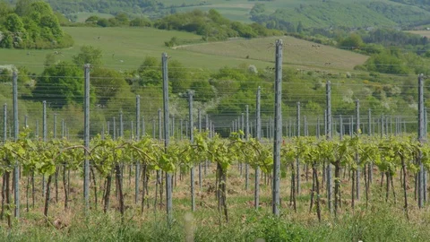 Landscape vineyard in spring young plants 4k 25p Stock Footage 130102415