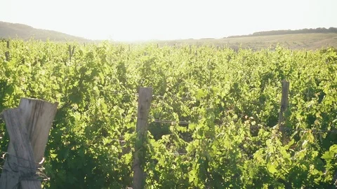 Landscape with vineyard at sunset Stock Footage 90708068