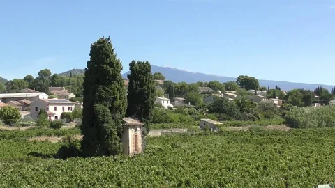 Landscape vineyard vines buildings distant mountains Stock Footage 82582254