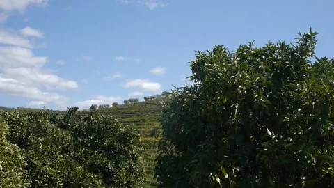 Landscape with vineyards and orange trees. Stock Footage 80248671
