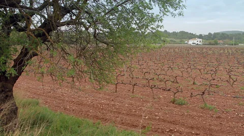 Landscape of vineyards Stock Footage 30321062