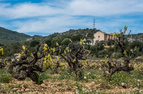 Landscape with vineyards Stock Photos
