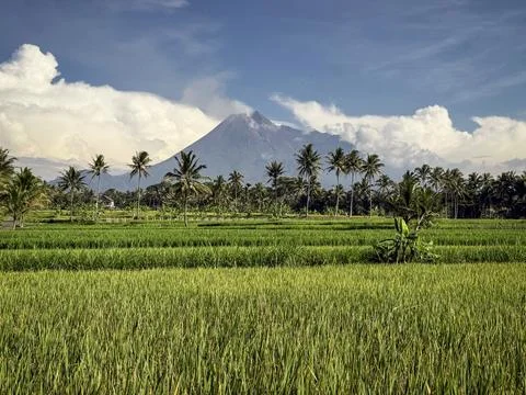 Landscape of a Volcano Behind Tropical Palm Trees and Rice Fields Stock Photos