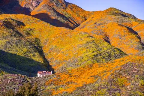 Landscape in Walker Canyon during the superbloom, California poppies coveri.. Stock Photos