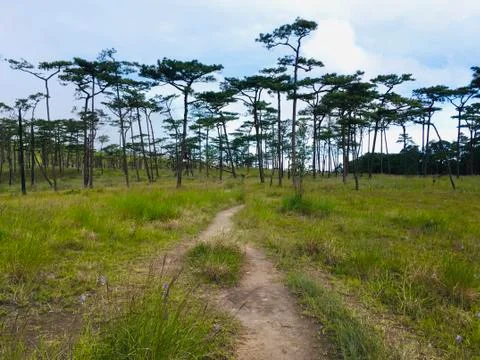 Landscape of walking path in forest Foto stock