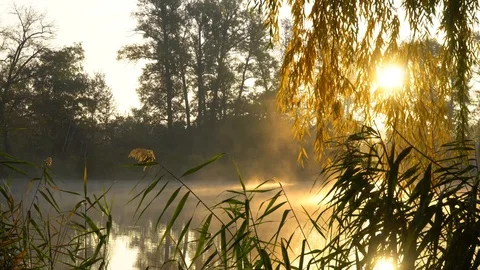 Landscape with warm sun through trees and smoke on the river Stock-Footage 126552945
