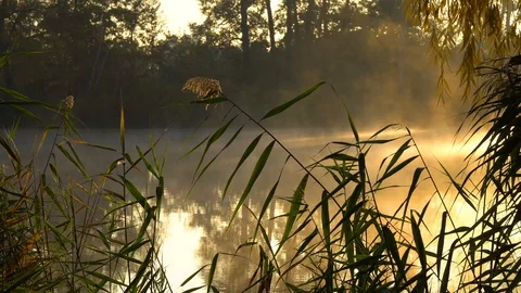 Landscape with warm sun through trees and smoke on the river. Stock-Footage 126552950