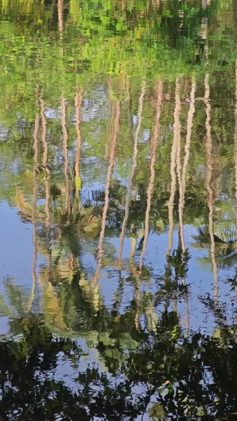 Landscape with water reflection in park. Stock Footage 279792282