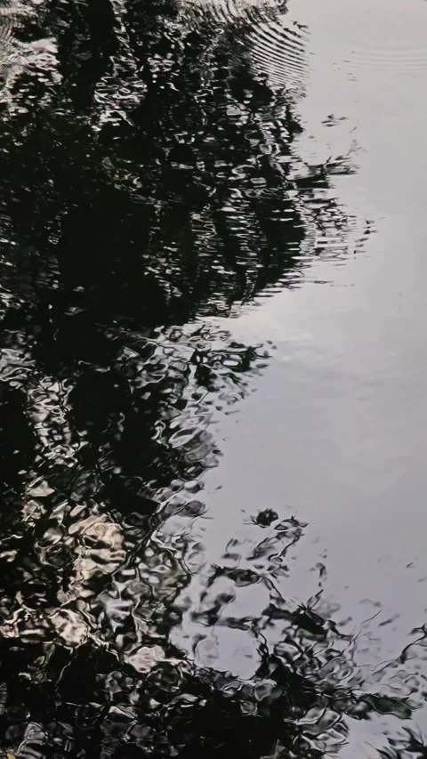Landscape with water reflection in park. Stock Footage 279792427