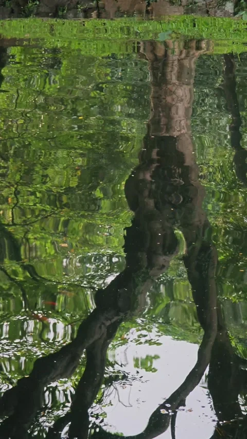 Landscape with water reflection in park. Stock Footage 279792432