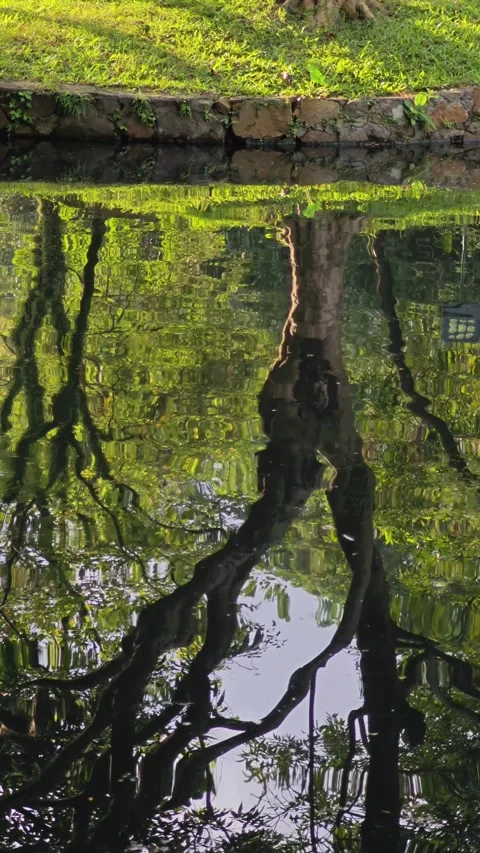 Landscape with water reflection in park. Stock Footage 279792563