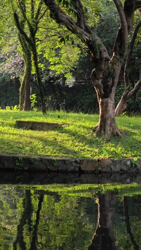 Landscape with water reflection in park. Stock Footage 279792608