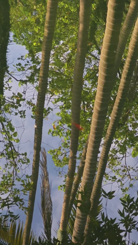 Landscape with water reflection in park. Stock Footage 279792625