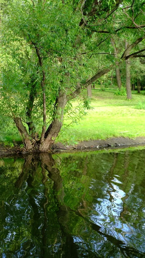 Landscape, water surface, tree reflection, nature. rest and travel Video stock 280901964