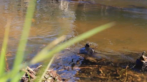 Landscape. the waters of the river flow along the shore between the stones Stock Footage 106411576