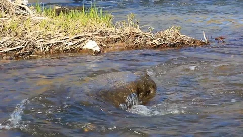 Landscape. the waters of the river flow along the shore between the stones Stock Footage 106411578
