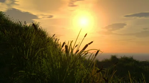 Landscape with weeds in sunset Stock Footage 334170