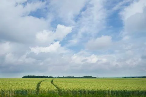 Landscape with wheat ears Foto stock