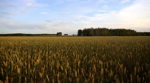 Landscape wheat field 4K Video stock 54024356
