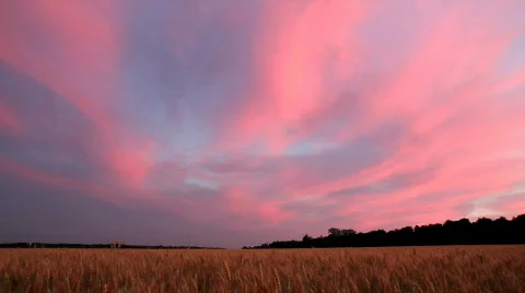 Landscape with wheat field after sunset Stock Footage