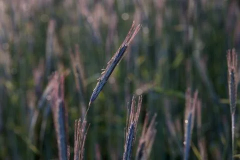 Landscape with wheat on field Stock Photos