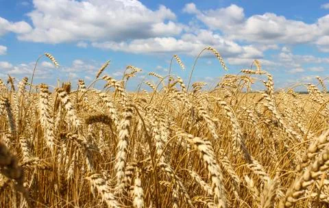Landscape of wheat field Stock Photos